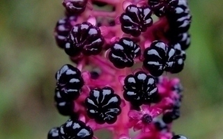 Lännenkermesmarja (Phytolacca americana), siemeniä 50 kpl