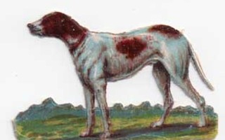 WANHA / Ruskea-valkoinen koira laaksossa. 1900-l.