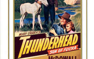 Thunderhead - Son Of Flicka - DVD