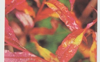 Mauri Rautkari/WWF :  Pakkasen värittämiä horsman lehtiä