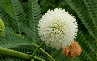 Lyijypuu (Leucaena leucocephala)  , siemeniä 30 kpl