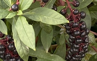 Lännenkermesmarja (Phytolacca americana), siemeniä 50 kpl