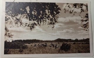 Heinänteossa - iso väkijoukko heinäpellolla, p. 1921