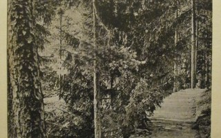 Lohja, penkki mäntyjen katveessa, mv pk, p. 1915 + sens.