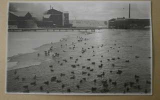 Tampere, sorsat avovedessä, tehtaat, koski, vkpk, p. 1933