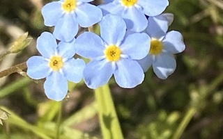 Luhtalemmikki (Myosotis scorpioides), siemeniä 50 kpl