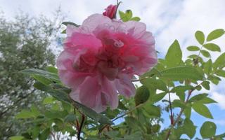Teresan ruusu Tämän kesän taimi