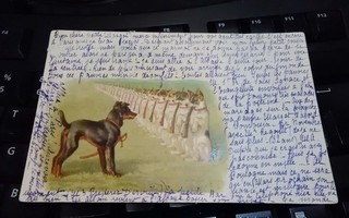 Koira Komppania Kiväärit Taide v.1903 PK42 ALE!