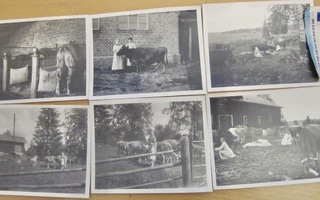 6 VANHAA Valokuvaa Lehmät Lypsy ym 1929 Pakkanen Miehikkälä?