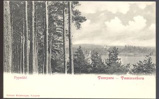 Tampere - Pyynikin metsämaisema_(7219)