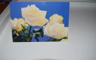 postikortti (A) ruusu valkoinen