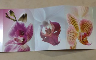Orkideat "haitarikorttipakkaus"