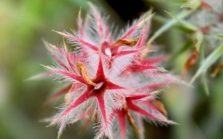Tähtiapila (Trifolium stellatum), siemeniä 40 kpl