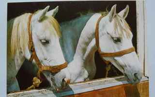 Kaksi valkoista hevosta (pääkuva) 43 *