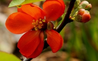 Japaninruusukvitteni (Chaenomeles japonica), siemeniä 15 kpl