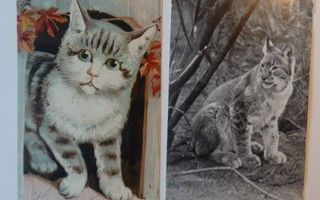 2 kpl Eläinaiheisia kortteja, kissa ja ilves