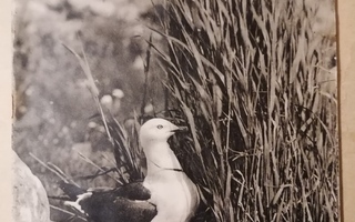 Toukokuu 1949  Metsästys ja Kalastus