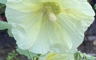 Tarhasalkoruusu (Alcea rosea), keltainen,siemeniä 40 kpl