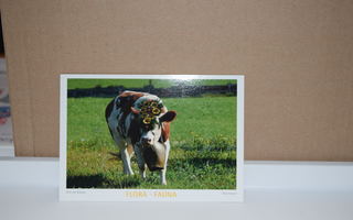 postikortti lehmä