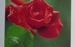 Ruusu - Sydämellinen Onnittelu - käyttämätön