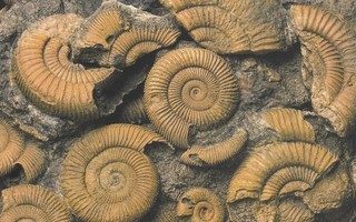 Fossiileja (postikortti)