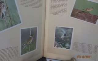 100 keräilykorttia linnuista vuodelta 1956