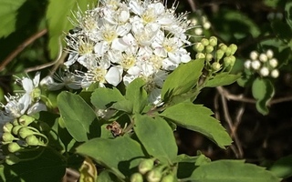 Idänvirpiangervo (Spiraea chamaedryfolia), siemeniä 50 kpl