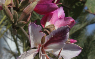 Kirjobauhinia (Bauhinia variegata), siemeniä 10 kpl