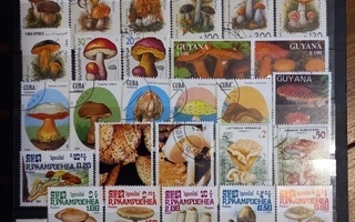 SIENET sieniä suuri erä merkkejä - 43 erilaista o