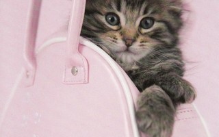 Kissa vaaleanpunaisessa laukussa