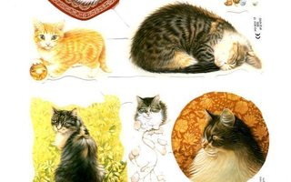 KIILTOKUVA °°IHANAT KISSAT°° /Ivory Cats 1815