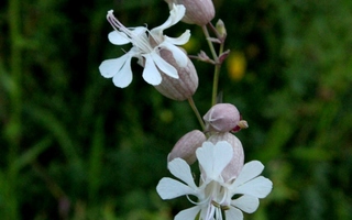 Nurmikohokki (Silene vulgaris), siemeniä 50 kpl
