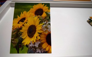 postikortti (A) auringon kukka