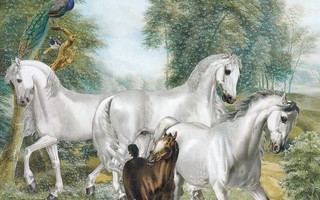 Barbara Behr: Hevoset ja varsa (neliökortti)