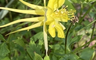 Kulta-akileija (Aquilegia chrysantha), siemeniä 30 kpl