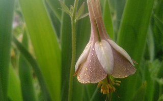 Dahurin akileija, Aquilegia viridiflora, siemeniä