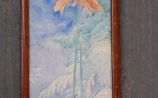 AMARYLLIS Edvin Hämäläinen  v. 1921