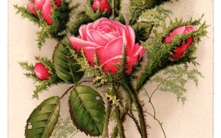 KUKKIA / Tyylikkäät pinkit ruusut ja parsaa. 1930-l.