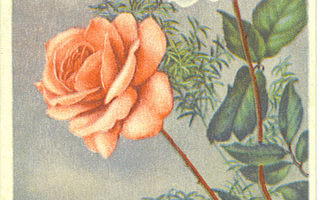 Onnittelut ruusuilla. v.1944, loistoleima