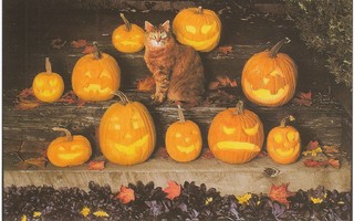 Halloween kissa kurpitsojen keskellä