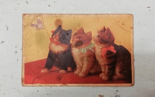 Vanha postikortti ( kissat )