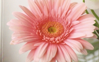 Kaunis Gerberan kukka. Taittok. käyttämätön