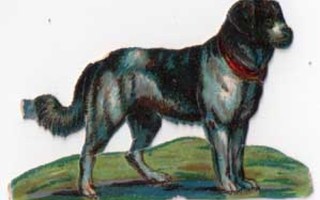 WANHA / Suuri koira punainen panta kaulassa. 1900-l.