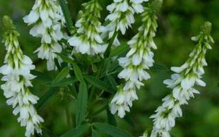 Valkomesikkä (Melilotus albus), siemeniä 100 kpl