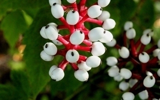 Valkokonnanmarja (Actaea alba), siemeniä 50 kpl
