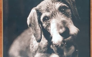 Yrsa Stenius: Koiria, rakkautta ja surua