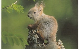 Orava kannon päässä, pihlajanoksa