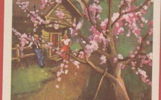 Eeli Jaatinen Kirsikkapuu kukassa