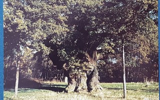 Postikortti Major oak Sherwood forest