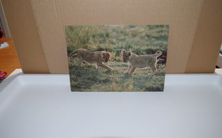postikortti  (T)  leijona